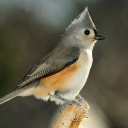 Creeper creepers certhia americana songbird nuthatch