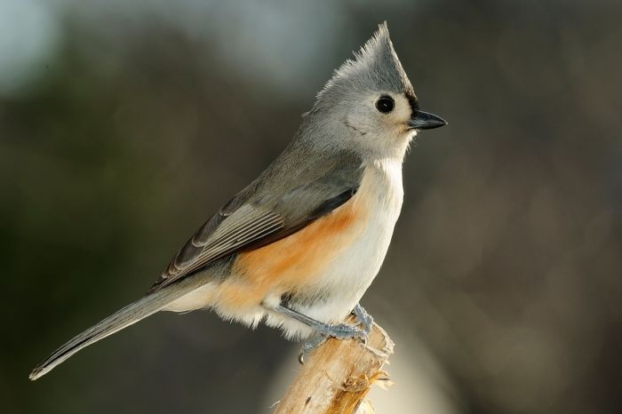 Creeper creepers certhia americana songbird nuthatch