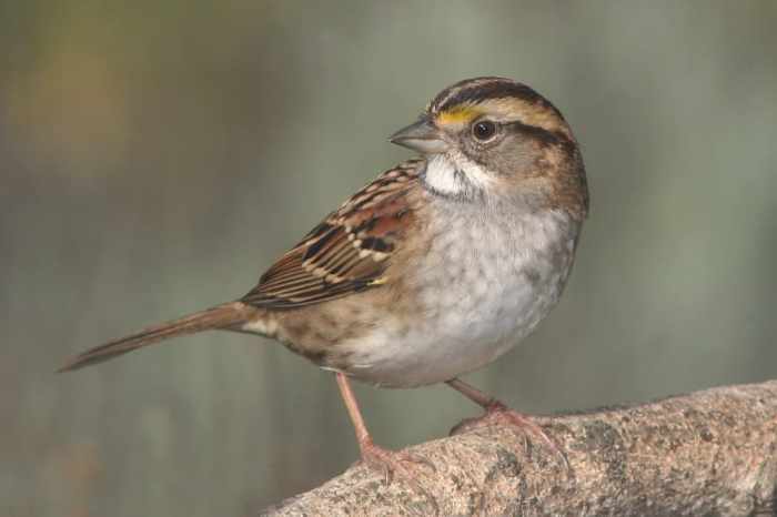 Small songbird with streaky brown feathers