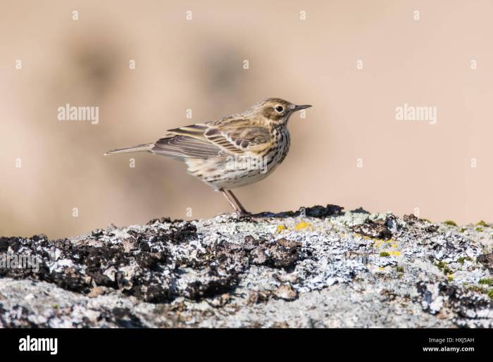 Small songbird with streaky brown feathers