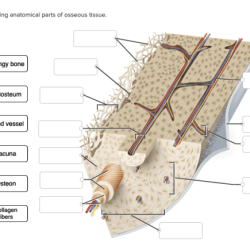 Correctly label the following anatomical parts of osseous tissue