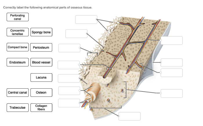 Correctly label the following anatomical parts of osseous tissue